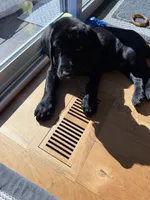 AKC Black male Labrador Retriever, a male Labrador Retriever for sale in Sperry, IA – 4 of 5