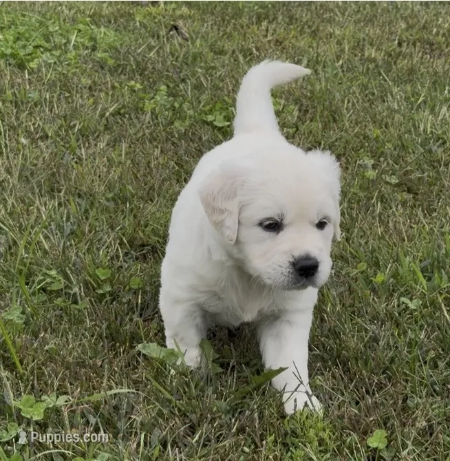 Miss Purple Collar – English Cream Golden Retriever puppy for sale in Sperry, IA