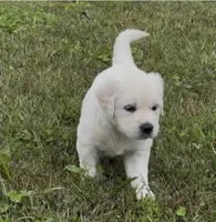 Miss Purple Collar, a female English Cream Golden Retriever for sale in Sperry, IA – 1 of 2