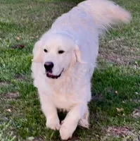 English Cream Golden Retriever, a male English Cream Golden Retriever for sale in Sperry, IA – 3 of 5