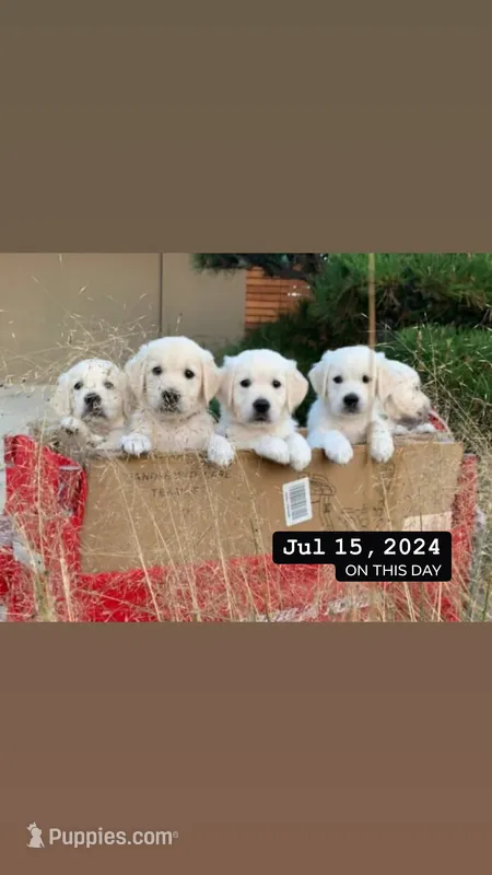 Cotton – English Cream Golden Retriever puppy for sale in Sperry, IA