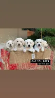 English Cream Golden Retriever, a male English Cream Golden Retriever for sale in Sperry, IA – 2 of 5