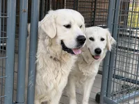 English Cream Golden Retriever, a male English Cream Golden Retriever for sale in Sperry, IA – 5 of 5