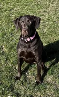 Bear, a male Labrador Retriever for sale in Sperry, IA – 7 of 8