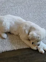 Bear, a male English Cream Golden Retriever for sale in Sperry, IA – 2 of 7