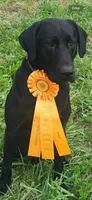 Bear, a male Labrador Retriever for sale in Sperry, IA – 4 of 8