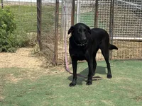 Bear, a male Labrador Retriever for sale in Sperry, IA – 8 of 8