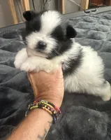 ☆ Smunki ☆ AKC ☆, a female Pomeranian for sale in Bentonville, AR – 4 of 6