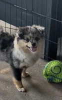 AKC ☆ Blue Merle, a male Pomeranian for sale in Bentonville, AR – 2 of 10
