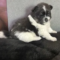 AKC☆ Woff, a male Pomeranian for sale in Bentonville, AR – Photo 6 of 10