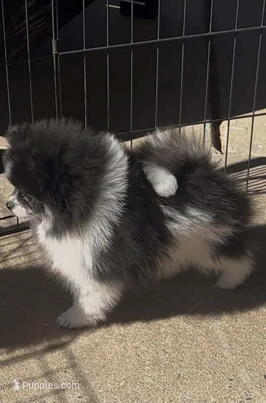 AKC☆ Woff – Pomeranian puppy for sale in Bentonville, AR