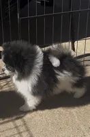 AKC☆ Woff, a male Pomeranian for sale in Bentonville, AR – 1 of 10