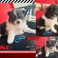 AKC☆ Woff, a male Pomeranian for sale in Bentonville, AR – Photo 7 of 10