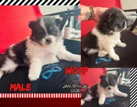 AKC☆ Woff, a male Pomeranian for sale in Bentonville, AR – Photo 7 of 10