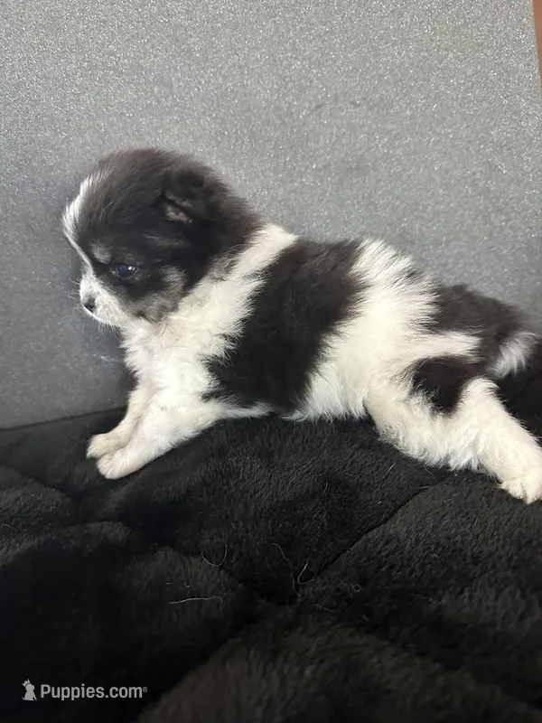 AKC☆ Woff – Pomeranian puppy for sale in Bentonville, AR
