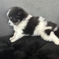 AKC☆ Woff, a male Pomeranian for sale in Bentonville, AR – Photo 1 of 10