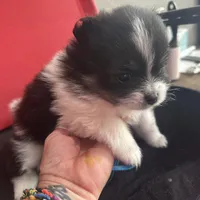 AKC☆ Woff, a male Pomeranian for sale in Bentonville, AR – Photo 4 of 10