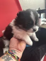 AKC☆ Woff, a male Pomeranian for sale in Bentonville, AR – Photo 4 of 10