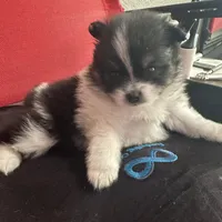 AKC☆ Woff, a male Pomeranian for sale in Bentonville, AR – Photo 5 of 10