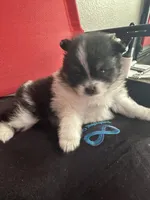 AKC☆ Woff, a male Pomeranian for sale in Bentonville, AR – Photo 5 of 10