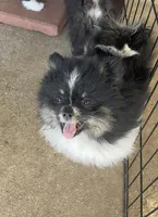 AKC☆ Woff, a male Pomeranian for sale in Bentonville, AR – 2 of 10