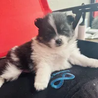 AKC☆ Woff, a male Pomeranian for sale in Bentonville, AR – Photo 2 of 10