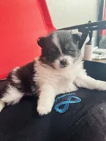 AKC☆ Woff, a male Pomeranian for sale in Bentonville, AR – Photo 1 of 10