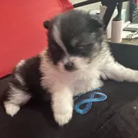 AKC☆ Woff, a male Pomeranian for sale in Bentonville, AR – Photo 3 of 10