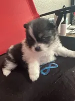 AKC☆ Woff, a male Pomeranian for sale in Bentonville, AR – Photo 2 of 10