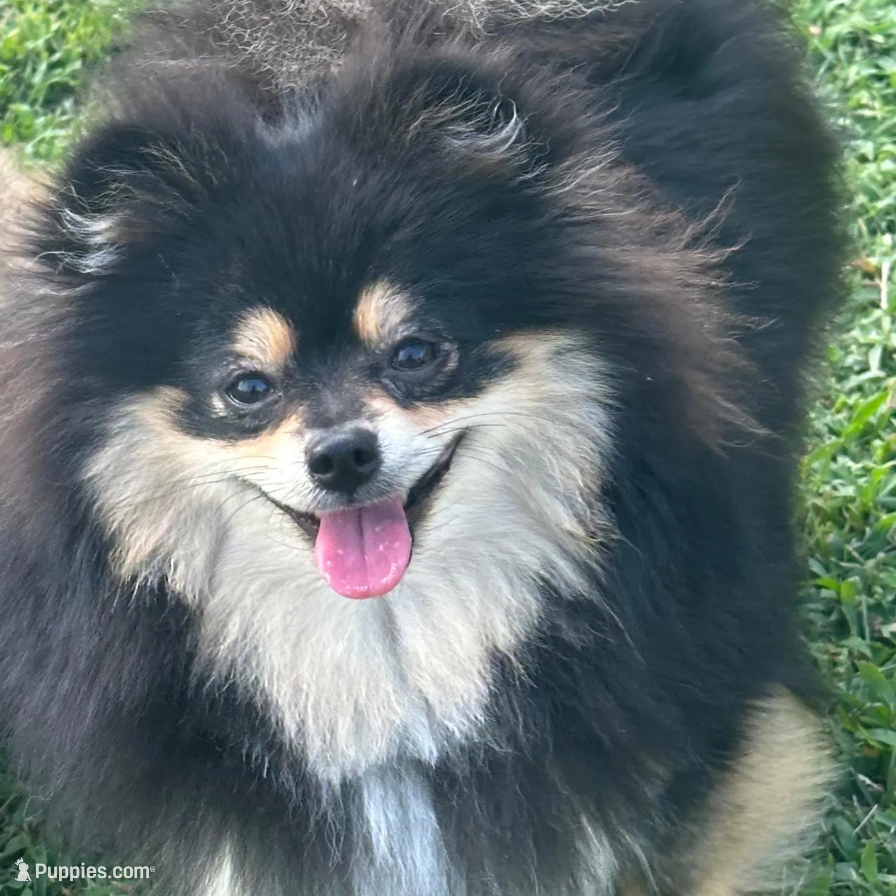 AKC☆ Woff, a male Pomeranian for sale in Bentonville, AR – Photo 8 of 10
