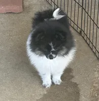 AKC☆ Woff, a male Pomeranian for sale in Bentonville, AR – 3 of 10
