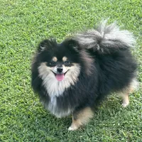 AKC☆ Woff, a male Pomeranian for sale in Bentonville, AR – Photo 10 of 10