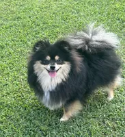 AKC☆ Woff, a male Pomeranian for sale in Bentonville, AR – Photo 10 of 10