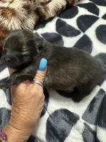 ☆ Chief AKC ☆, a female Pomeranian for sale in Bentonville, AR – 7 of 8