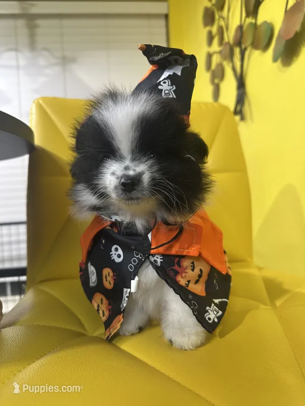 ☆ Smunki ☆ AKC ☆ – Pomeranian puppy for sale in Bentonville, AR