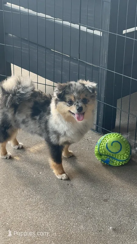 AKC ☆ Blue Merle – Pomeranian puppy for sale in Bentonville, AR