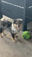 AKC ☆ Blue Merle, a male Pomeranian for sale in Bentonville, AR – 1 of 10