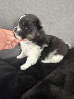 AKC☆Pandi, a female Pomeranian for sale in Bentonville, AR – Photo 2 of 7