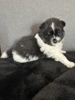 AKC☆Pandi, a female Pomeranian for sale in Bentonville, AR – Photo 5 of 7