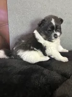 AKC☆Pandi, a female Pomeranian for sale in Bentonville, AR – Photo 4 of 7