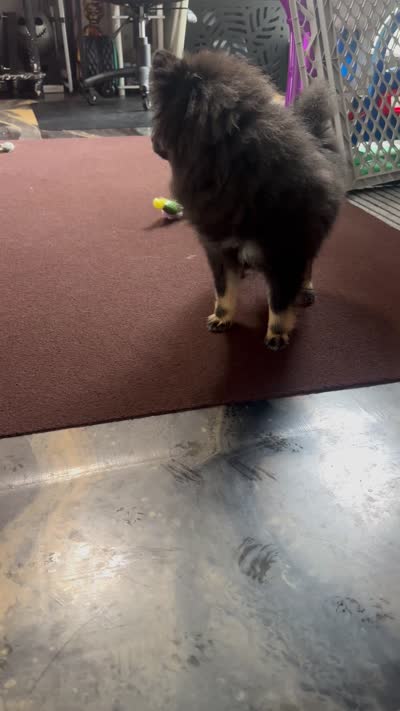 AKC☆ ☆Wenda, a female Pomeranian for sale in Bentonville, AR – 9 of 10