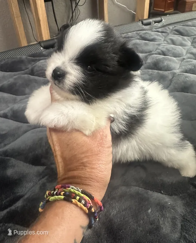 ☆ Smunki ☆ AKC ☆ – Pomeranian puppy for sale in Bentonville, AR