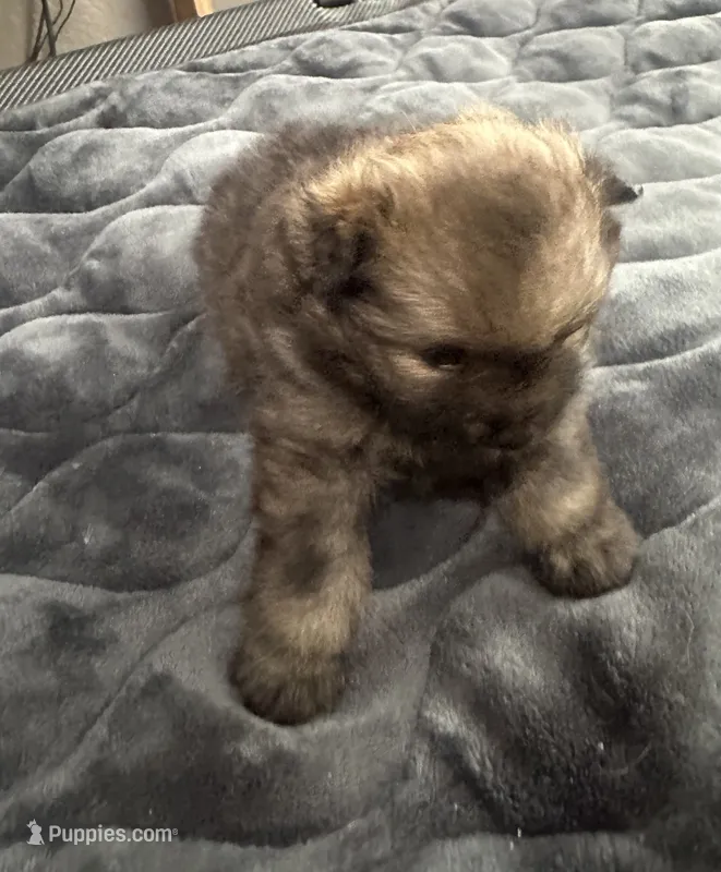 ☆ Chief AKC ☆ – Pomeranian puppy for sale in Bentonville, AR