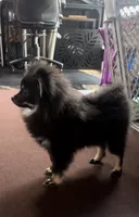 AKC☆ ☆Wenda, a female Pomeranian for sale in Bentonville, AR – 10 of 10