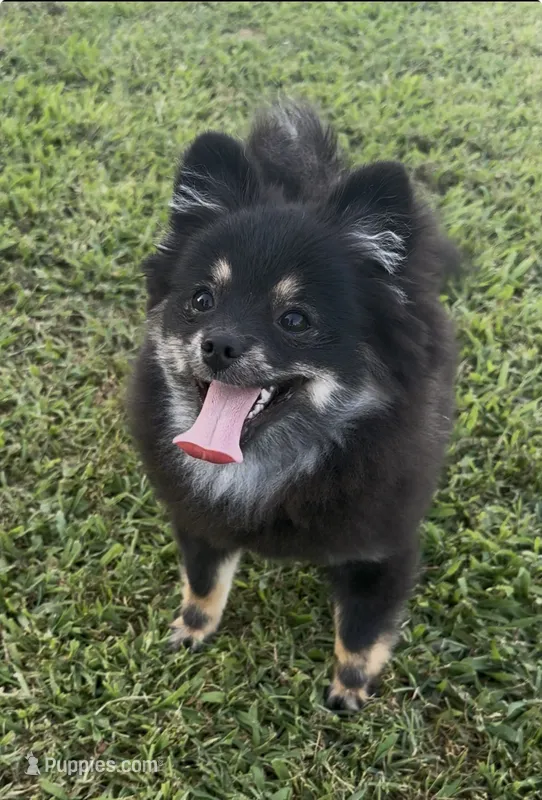 AKC☆ ☆Wenda – Pomeranian puppy for sale in Bentonville, AR