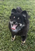 AKC☆ ☆Wenda, a female Pomeranian for sale in Bentonville, AR – 1 of 10