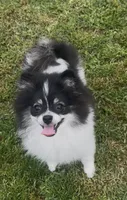 AKC☆ Woff, a male Pomeranian for sale in Bentonville, AR – 2 of 10