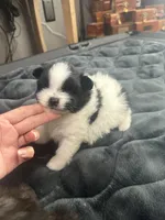 ☆ Smunki ☆ AKC ☆, a female Pomeranian for sale in Bentonville, AR – 6 of 6