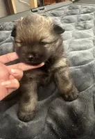 ☆ Chief AKC ☆, a female Pomeranian for sale in Bentonville, AR – 2 of 8