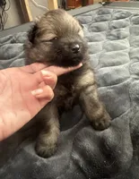 ☆ Chief AKC ☆, a female Pomeranian for sale in Bentonville, AR – 5 of 8